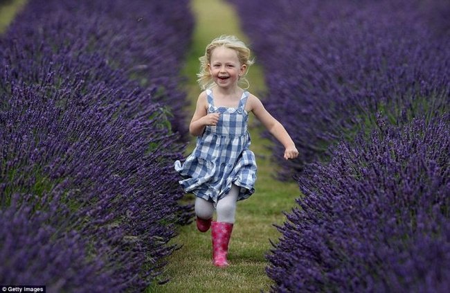 Lavender fields