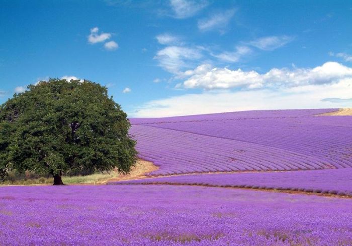 Lavender fields