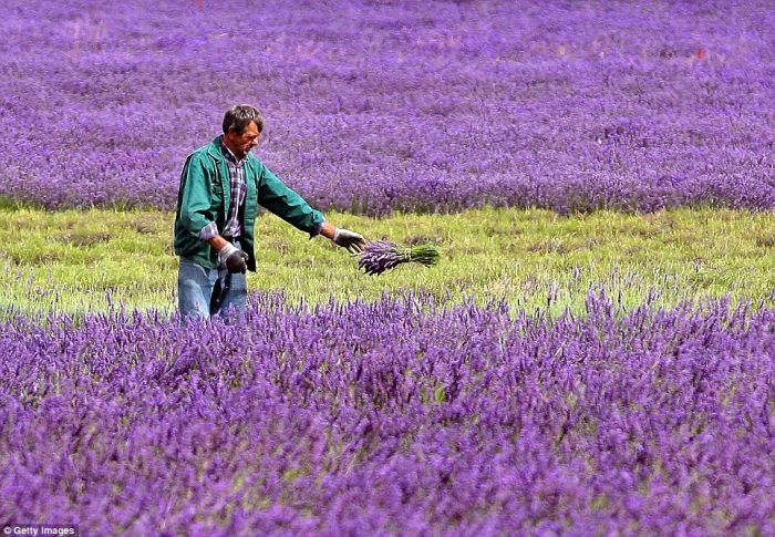 Lavender fields