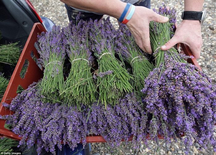 Lavender fields