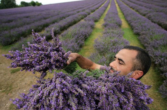 Lavender fields