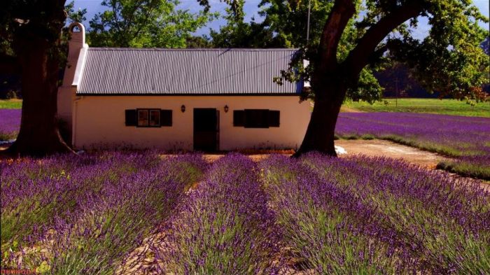 Lavender fields