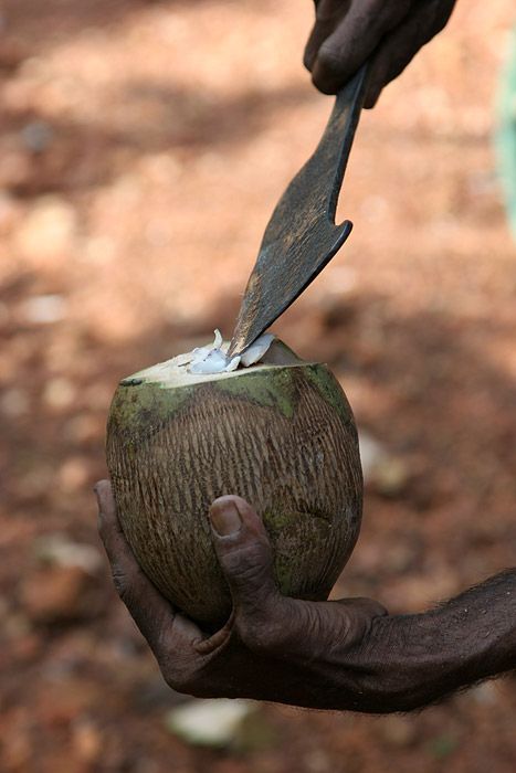 Nutting coconuts, Goa, Panaji, India