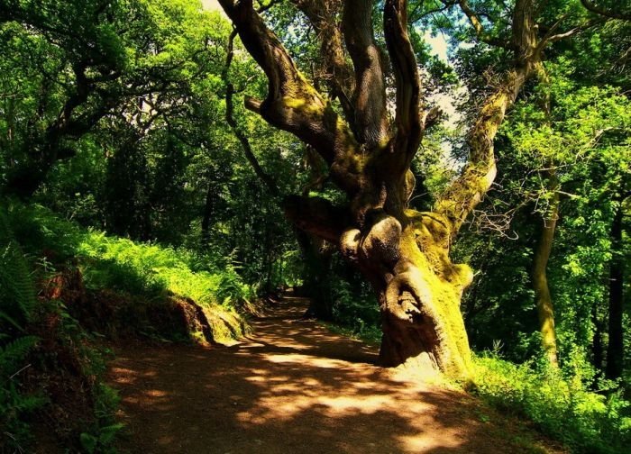 The Lost Gardens of Heligan, Mevagissey, United Kingdom