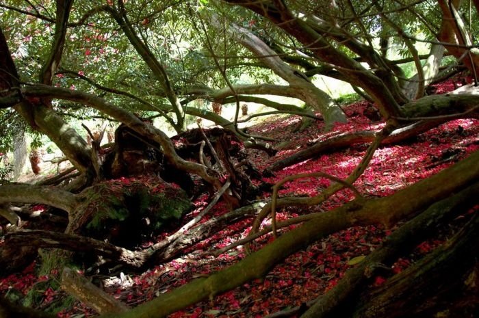 The Lost Gardens of Heligan, Mevagissey, United Kingdom