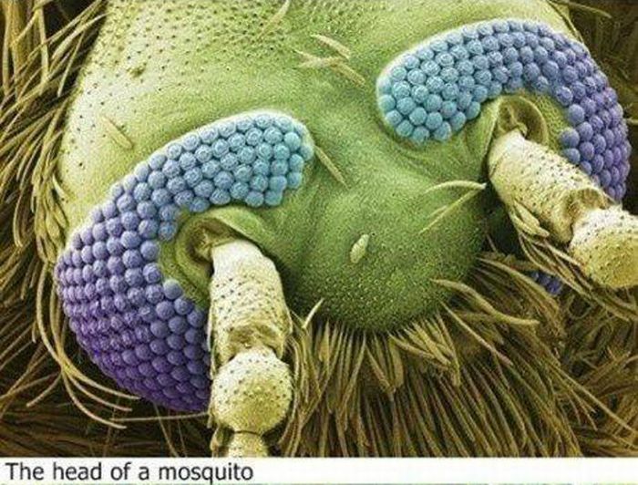 world under a microscope