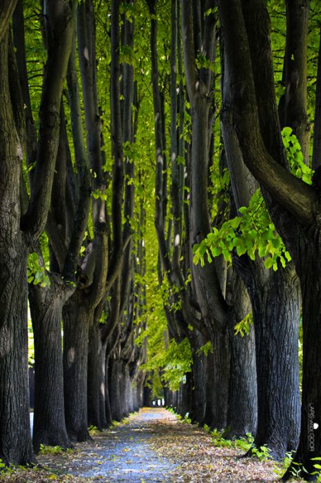 Nature landscapes by Lars Van De Goor