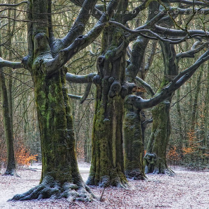 Nature landscapes by Lars Van De Goor